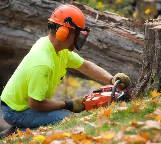 tree services Methuen Town